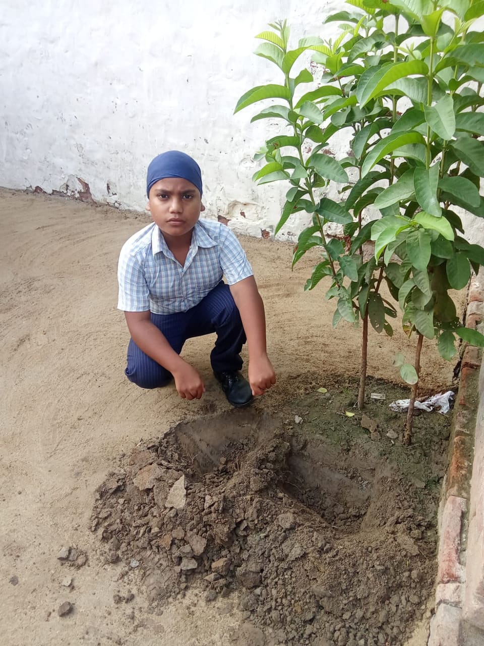 A student firming the soil around a newly planted sapling